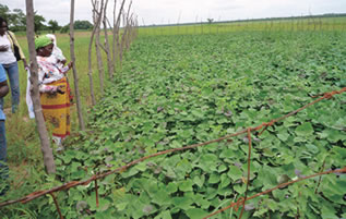 Here is an orange-fleshed sweet potato field in a village in Ghana, where initiatives to educate about nutrition include cultivating and cooking such beneficial crops as orange-fleshed sweet potatoes, which are rich in vitamin A.