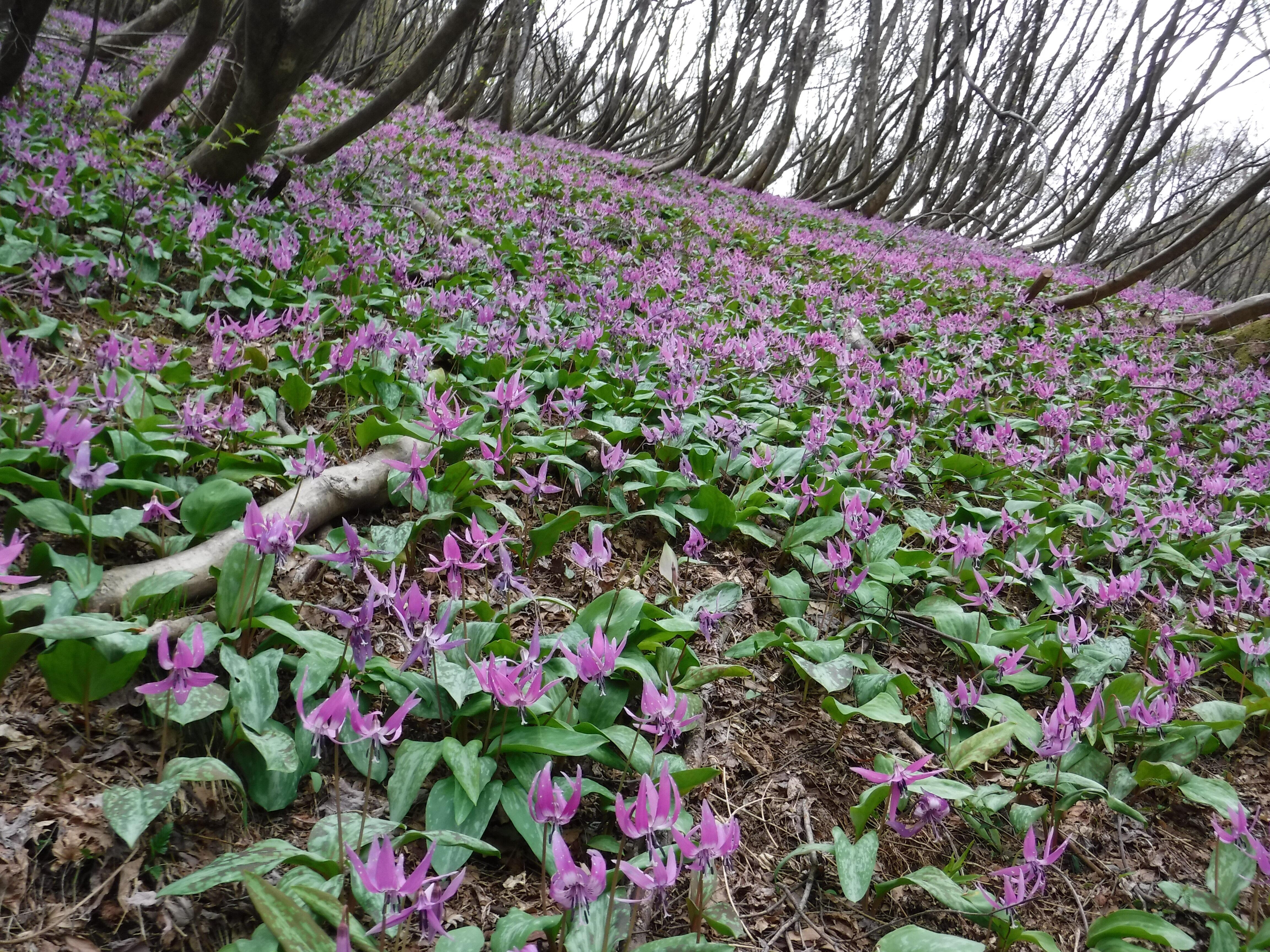 登山道整備とカタクリ群生地の開拓で環境保全にも貢献